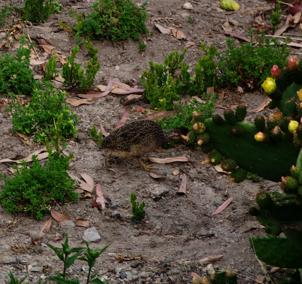 Tinamou des Andes - ML510254801