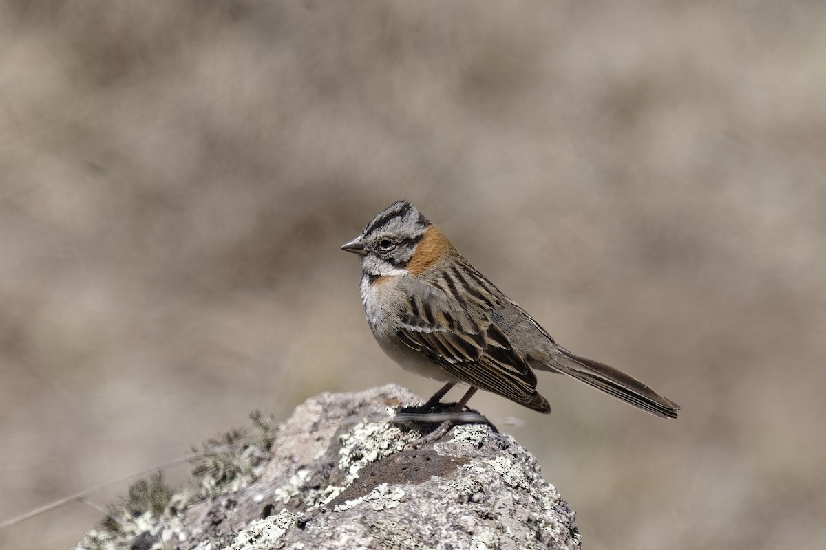 Rufous-collared Sparrow - ML510258801