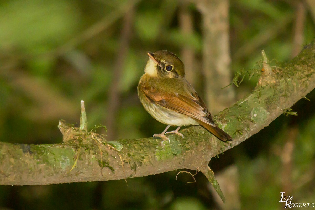 Russet-winged Spadebill - ML510260871