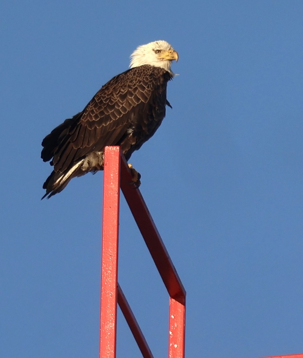 Bald Eagle - ML510260941