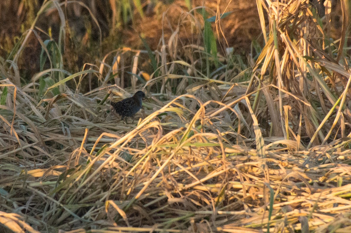 Baillon's Crake - ML510261971