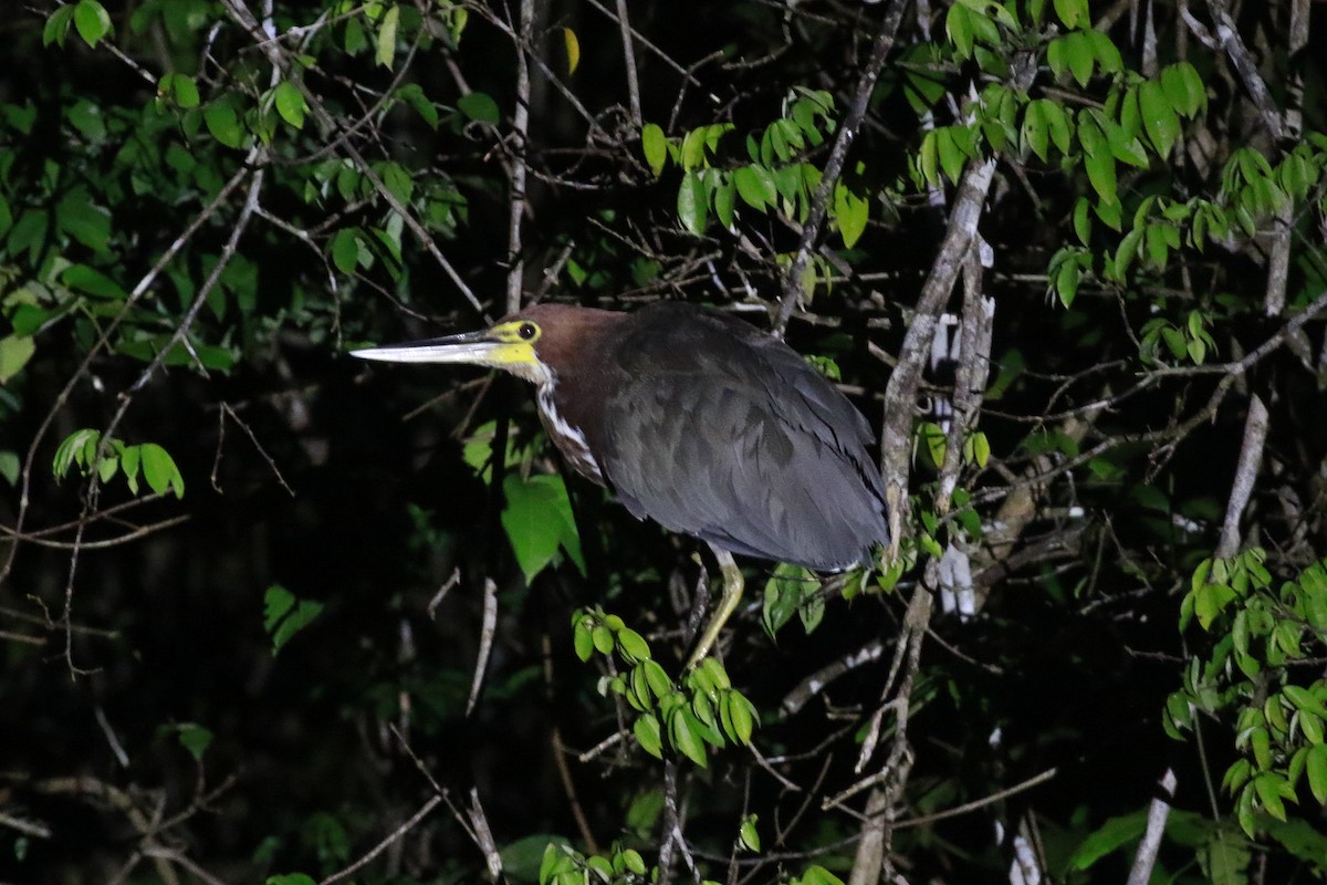 Rufescent Tiger-Heron - ML510262341