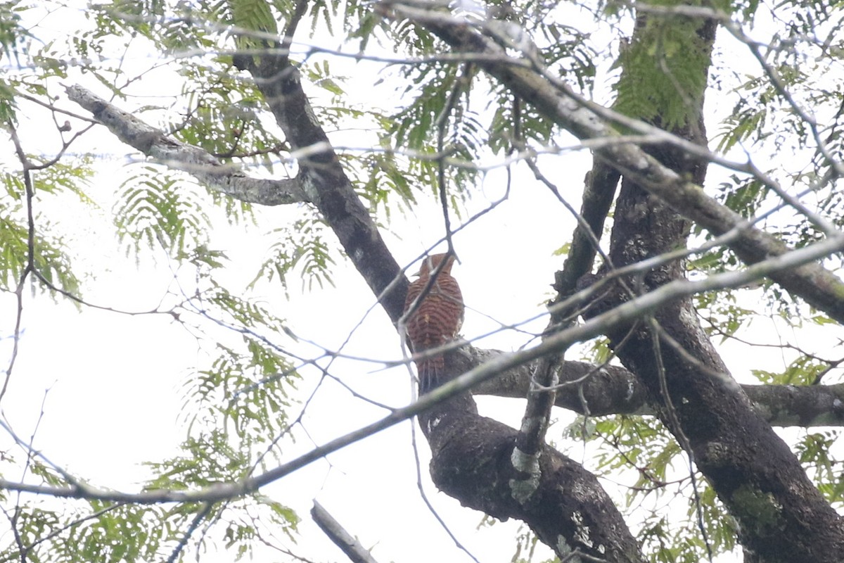 Waved Woodpecker (Waved) - ML510263281