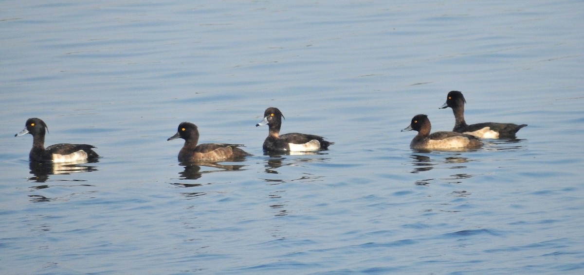 鳳頭潛鴨 - ML510263631