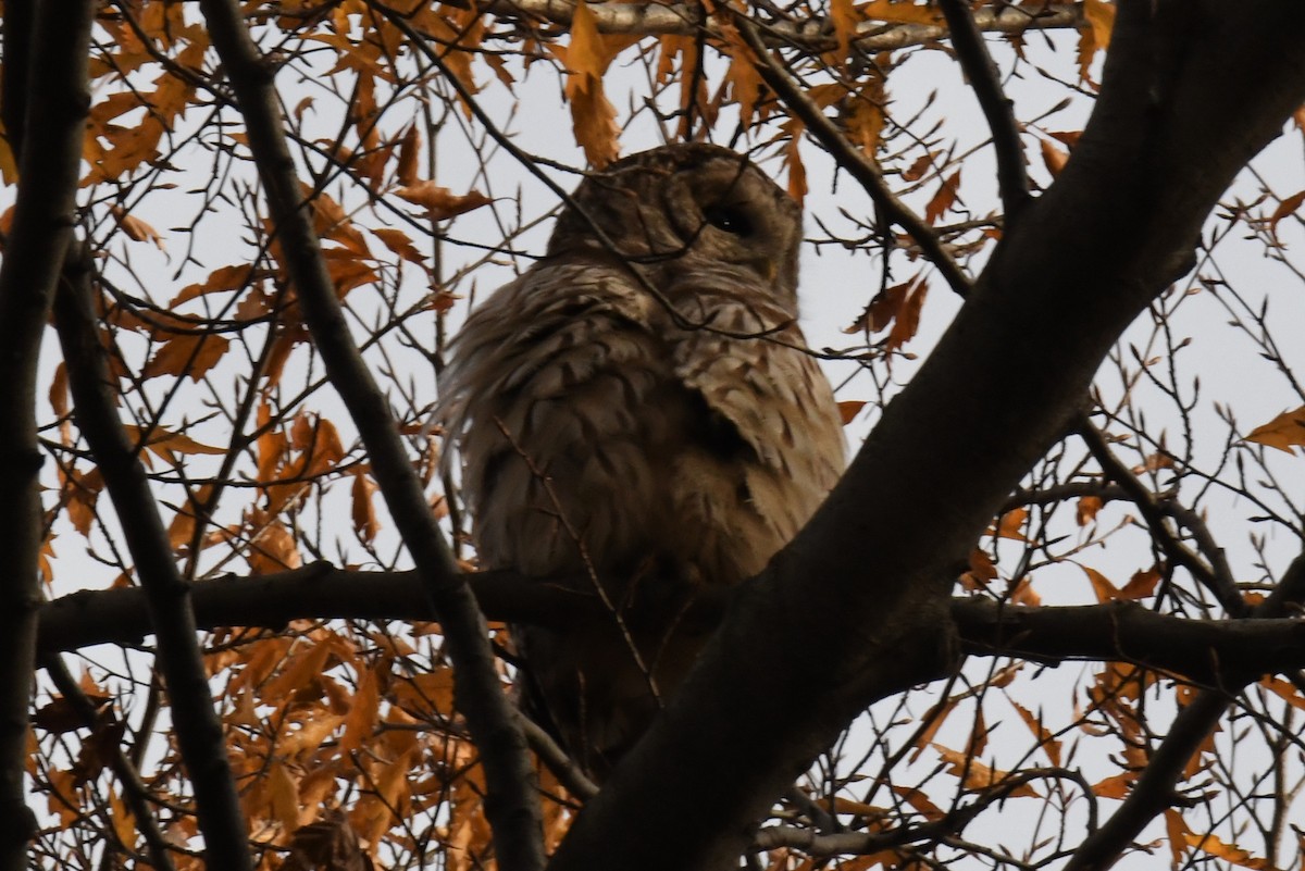 Barred Owl - ML510263821