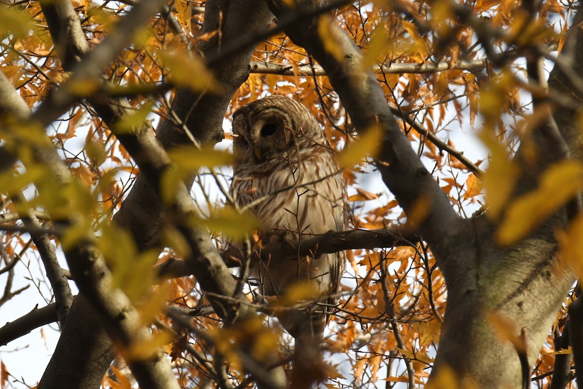 Barred Owl - Maddy P