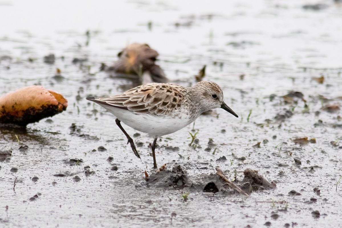 Semipalmated Sandpiper - ML510264441