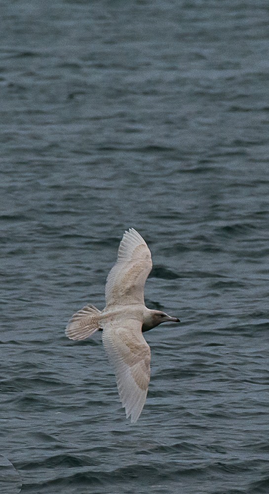 Glaucous Gull - ML510264621