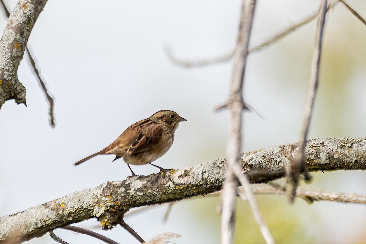 Swamp Sparrow - ML510266311