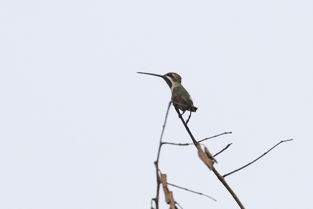 Plain-capped Starthroat - ML510266451