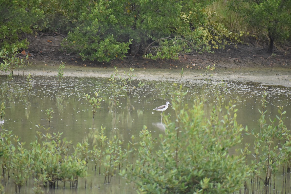 Common Greenshank - ML510266901