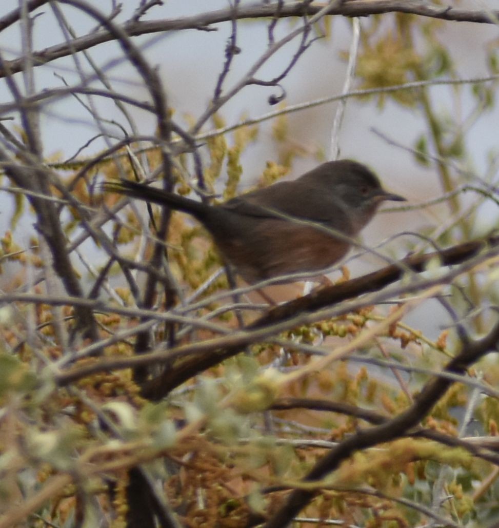 סבכי גלי - ML510268861