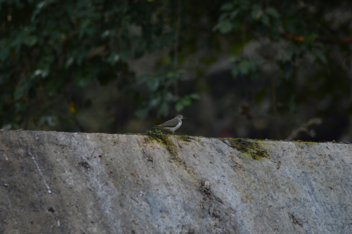 Common Sandpiper - Tejal Patel