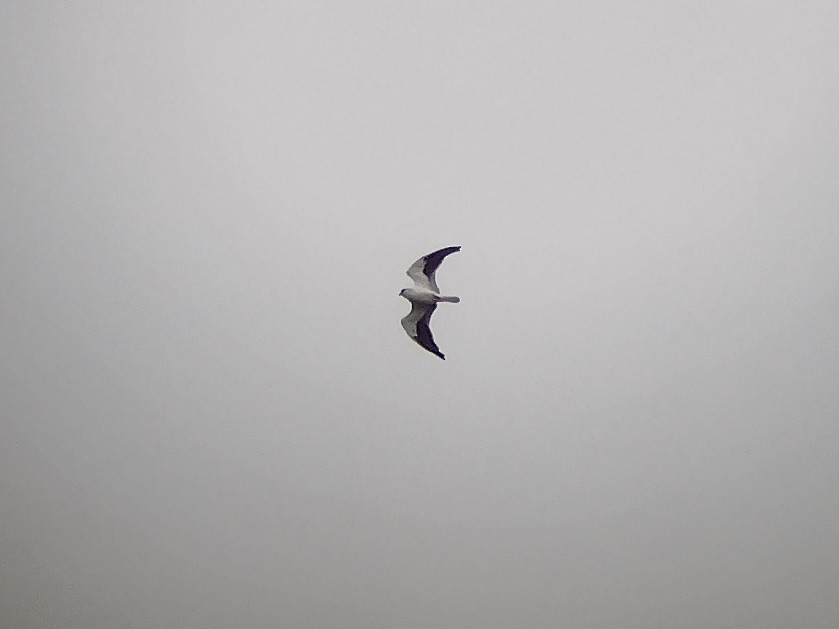 Black-winged Kite - Lars Mannzen