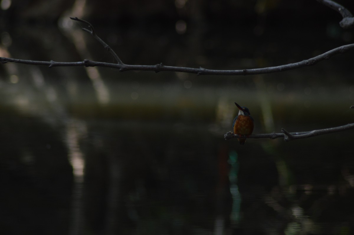 Common Kingfisher - ML510269541