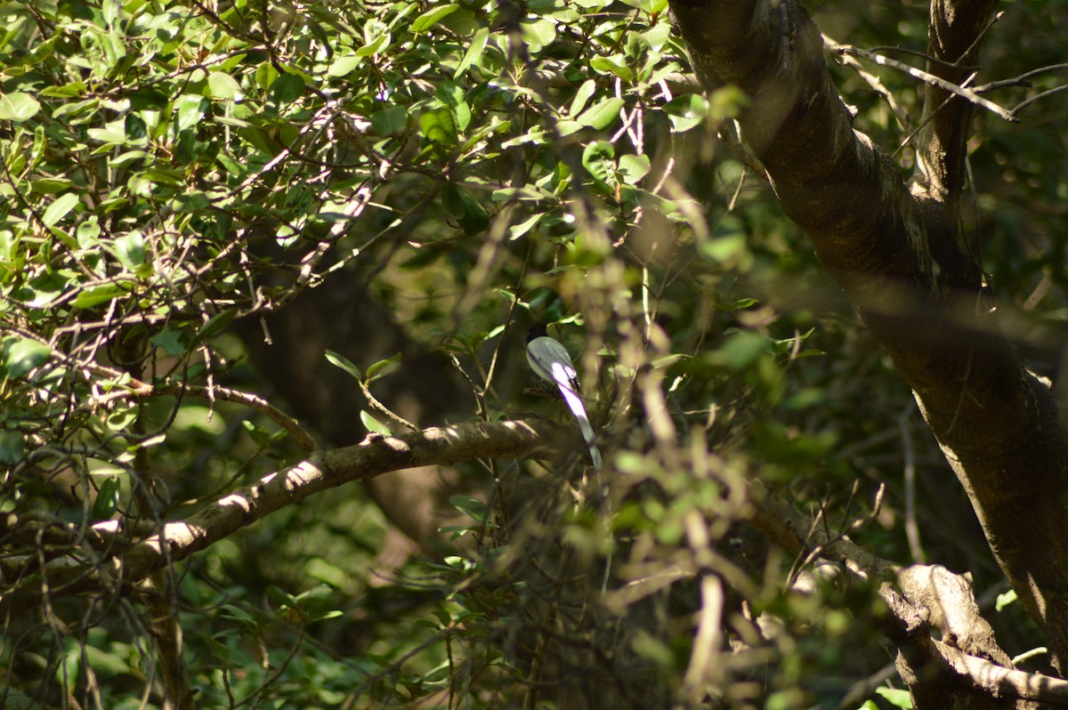 Indian Paradise-Flycatcher - ML510269651