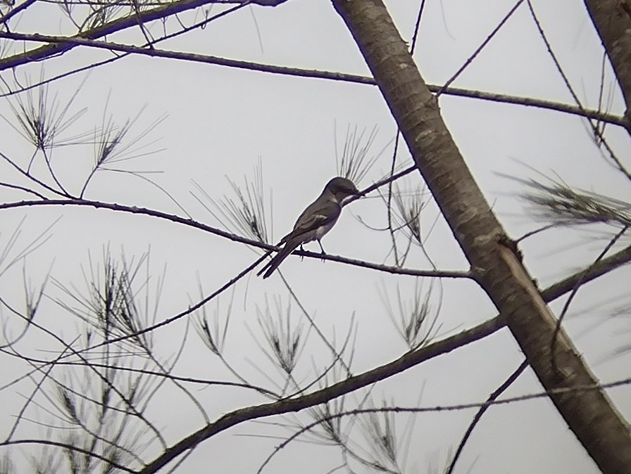 Ashy Minivet - Lars Mannzen