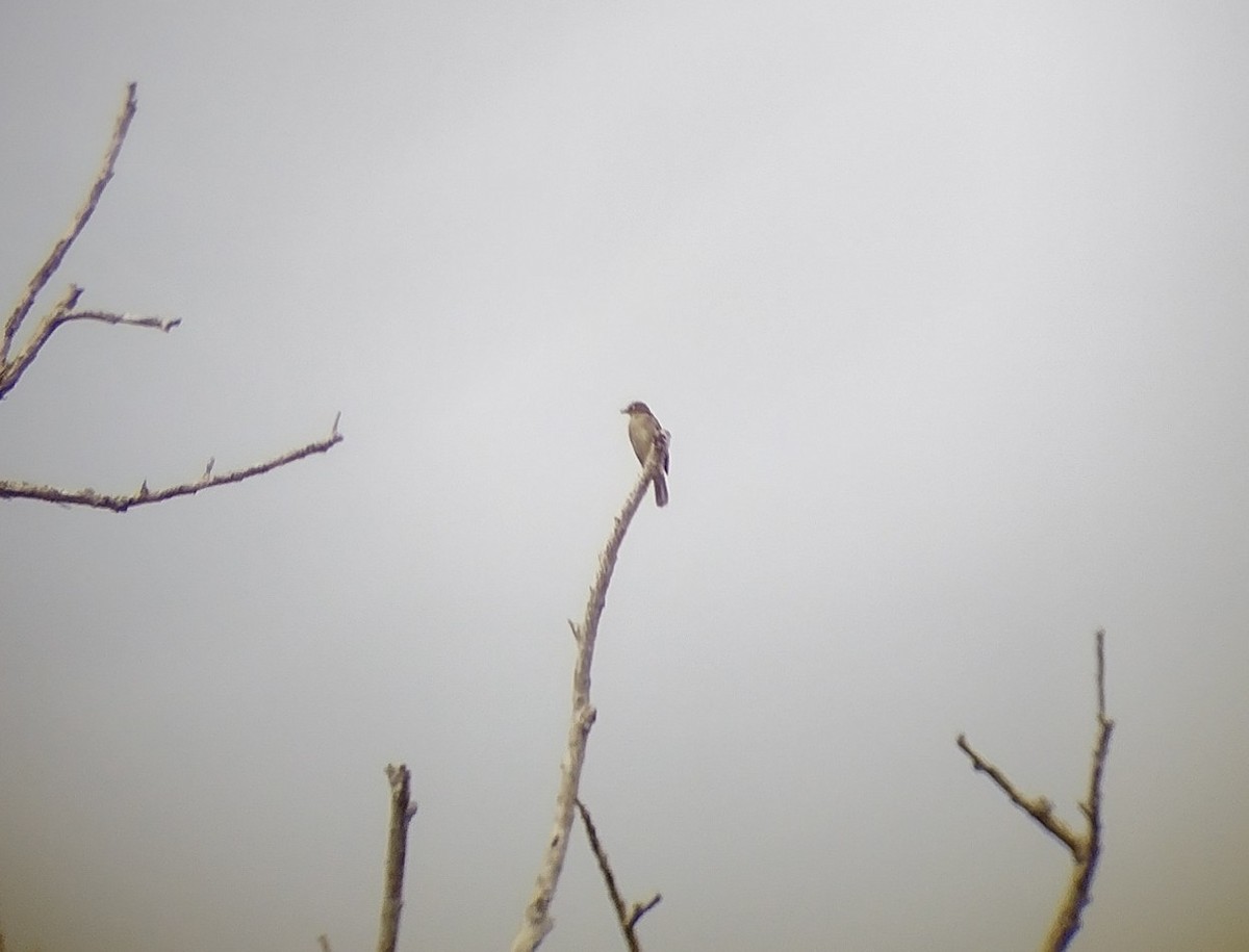 Cream-vented Bulbul - ML510269961