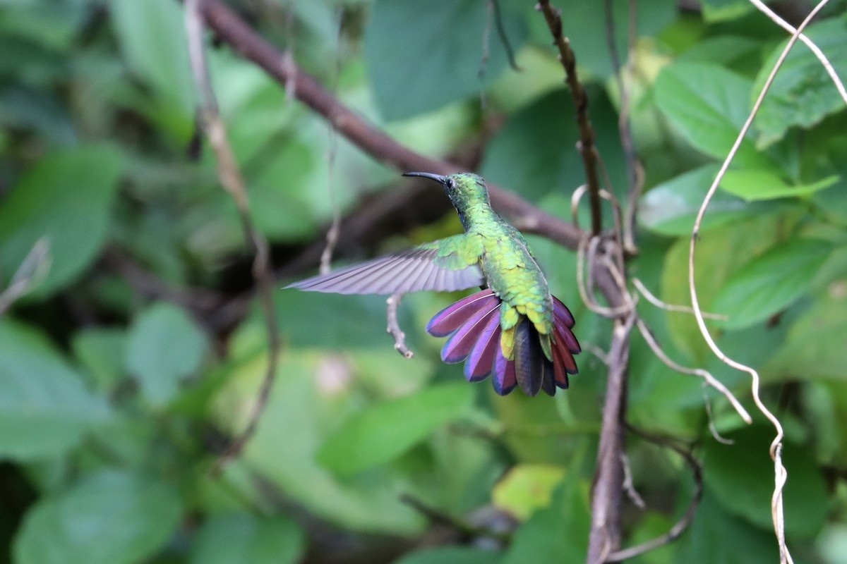 kolibřík lesklý - ML510270001