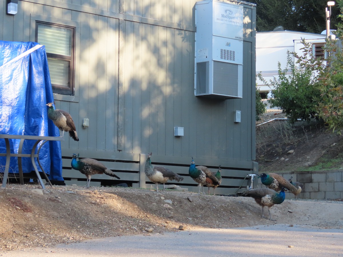 Indian Peafowl (Domestic type) - ML510270201