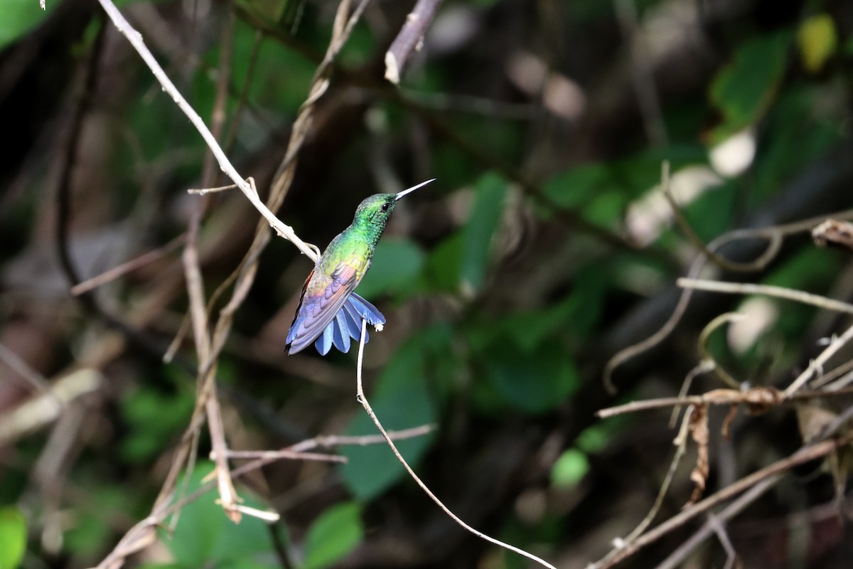 Amazilia Coliazul - ML510270831