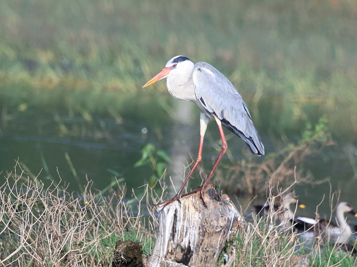 Gray Heron - ML510270941