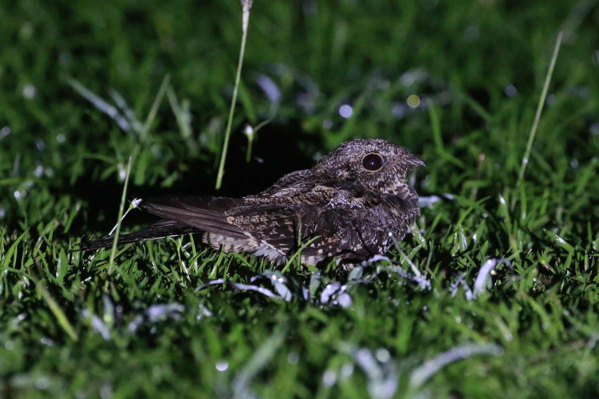 Ladder-tailed Nightjar - ML510271121