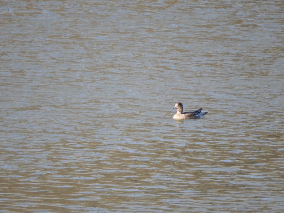 Eurasian Wigeon - Miroslav Mareš