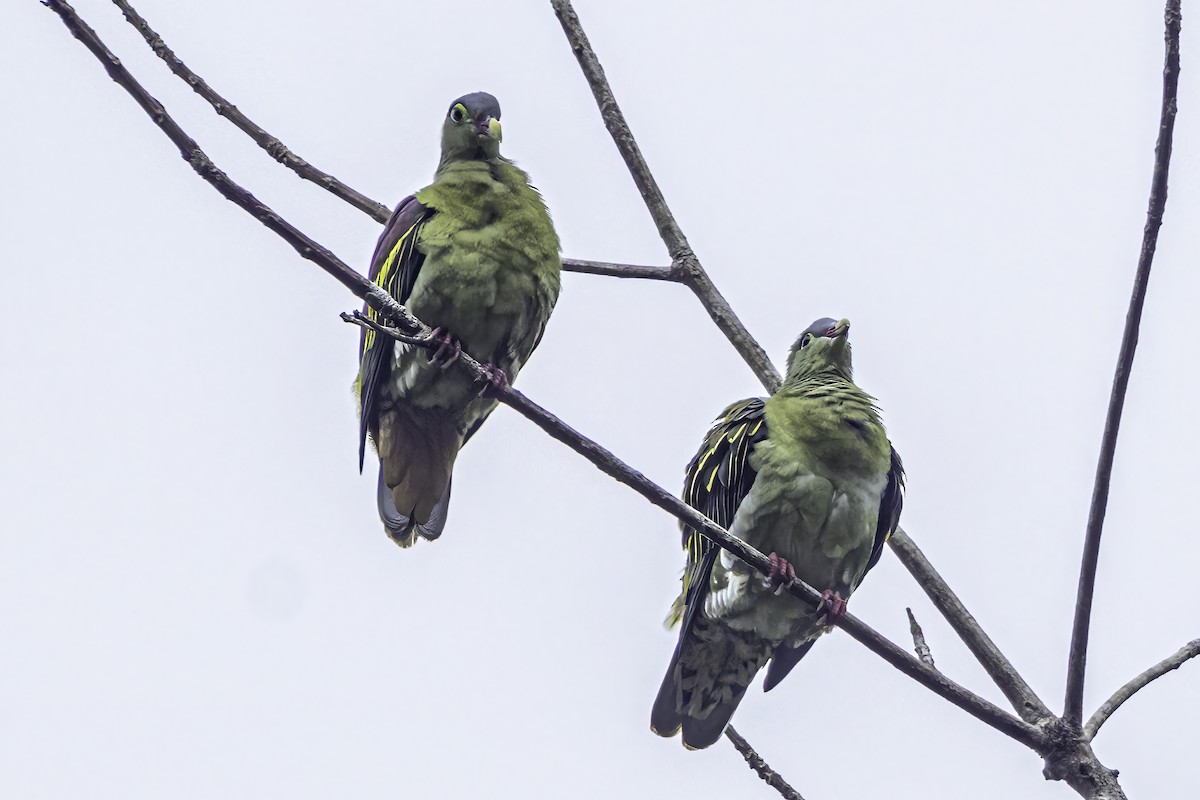 Thick-billed Green-Pigeon - ML510272011