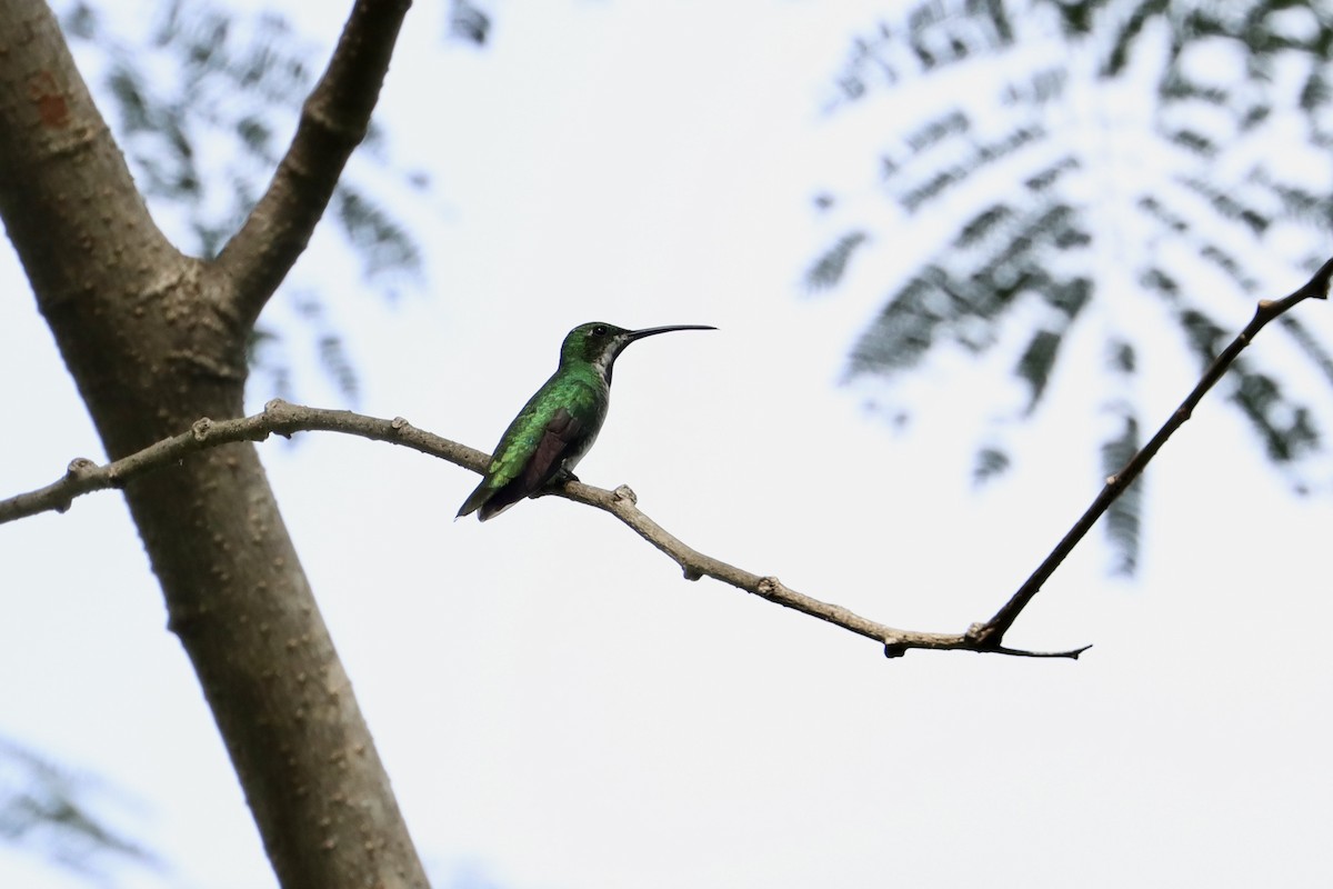 Green-breasted Mango - ML510273121