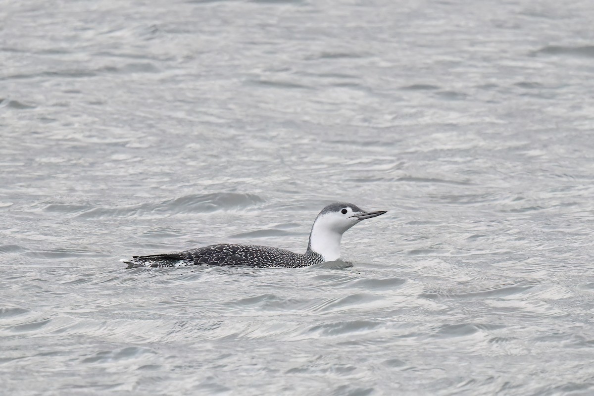 Red-throated Loon - Ed Poropat