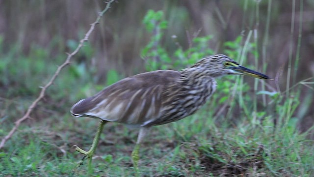 Indian Pond-Heron - ML510273601