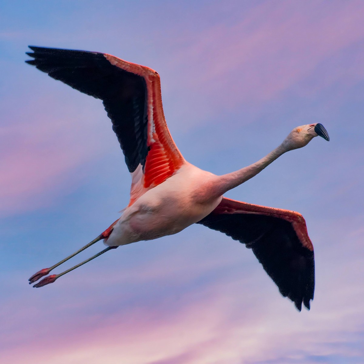 Chileflamingo - ML510273721