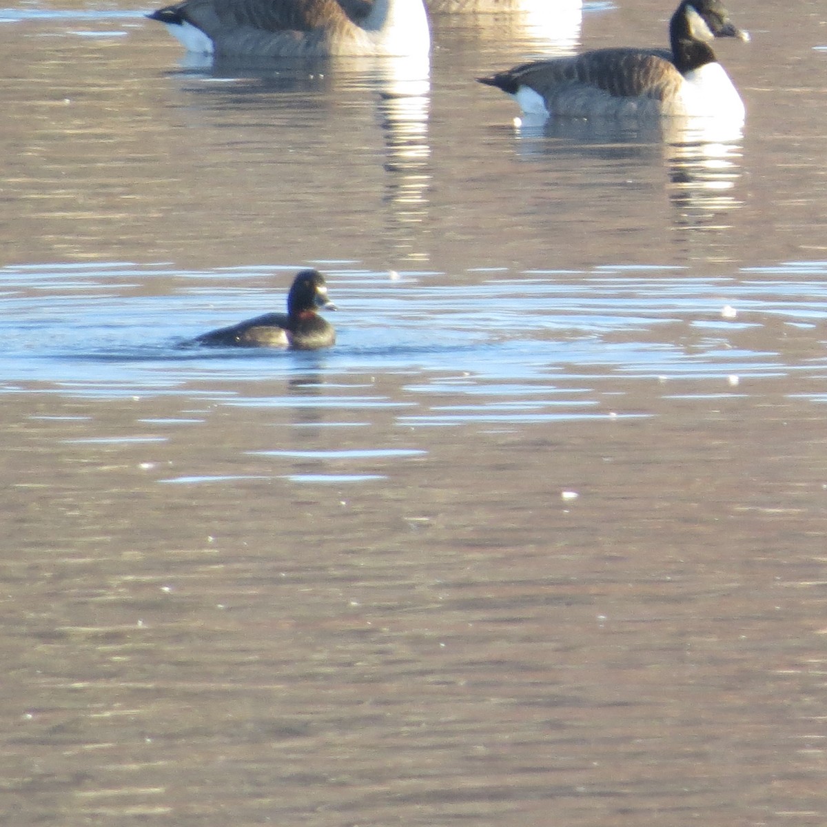 Pato sp. - ML510274441