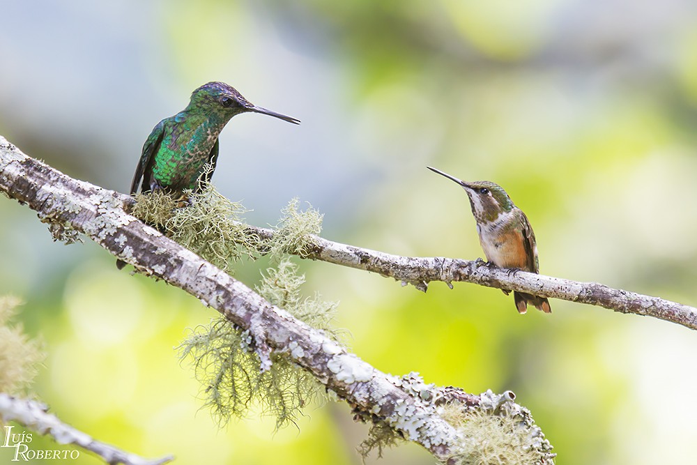 Colibri améthyste - ML510274481