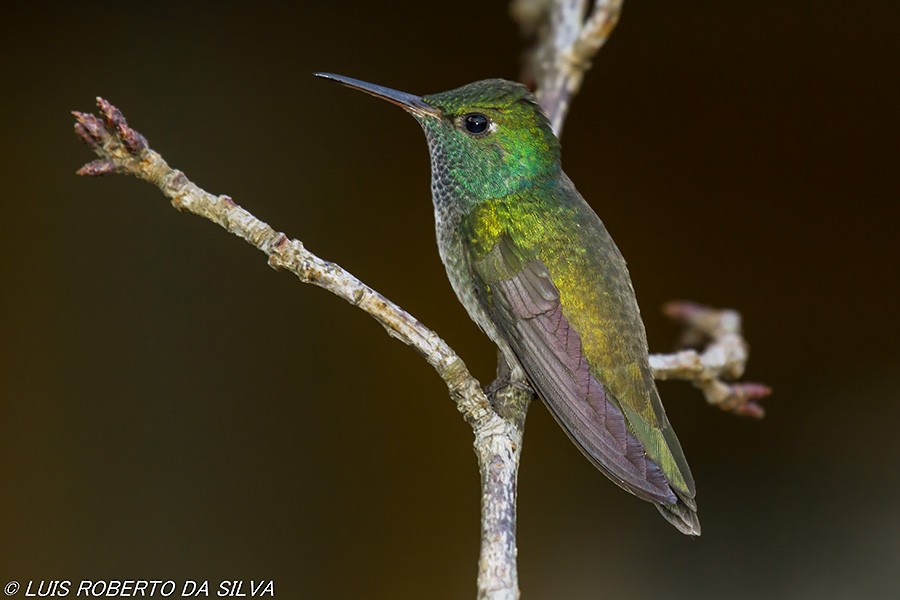 kolibřík pestrý [skupina versicolor] - ML510274901