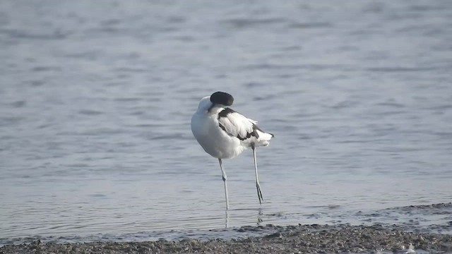 Avocette élégante - ML510275981