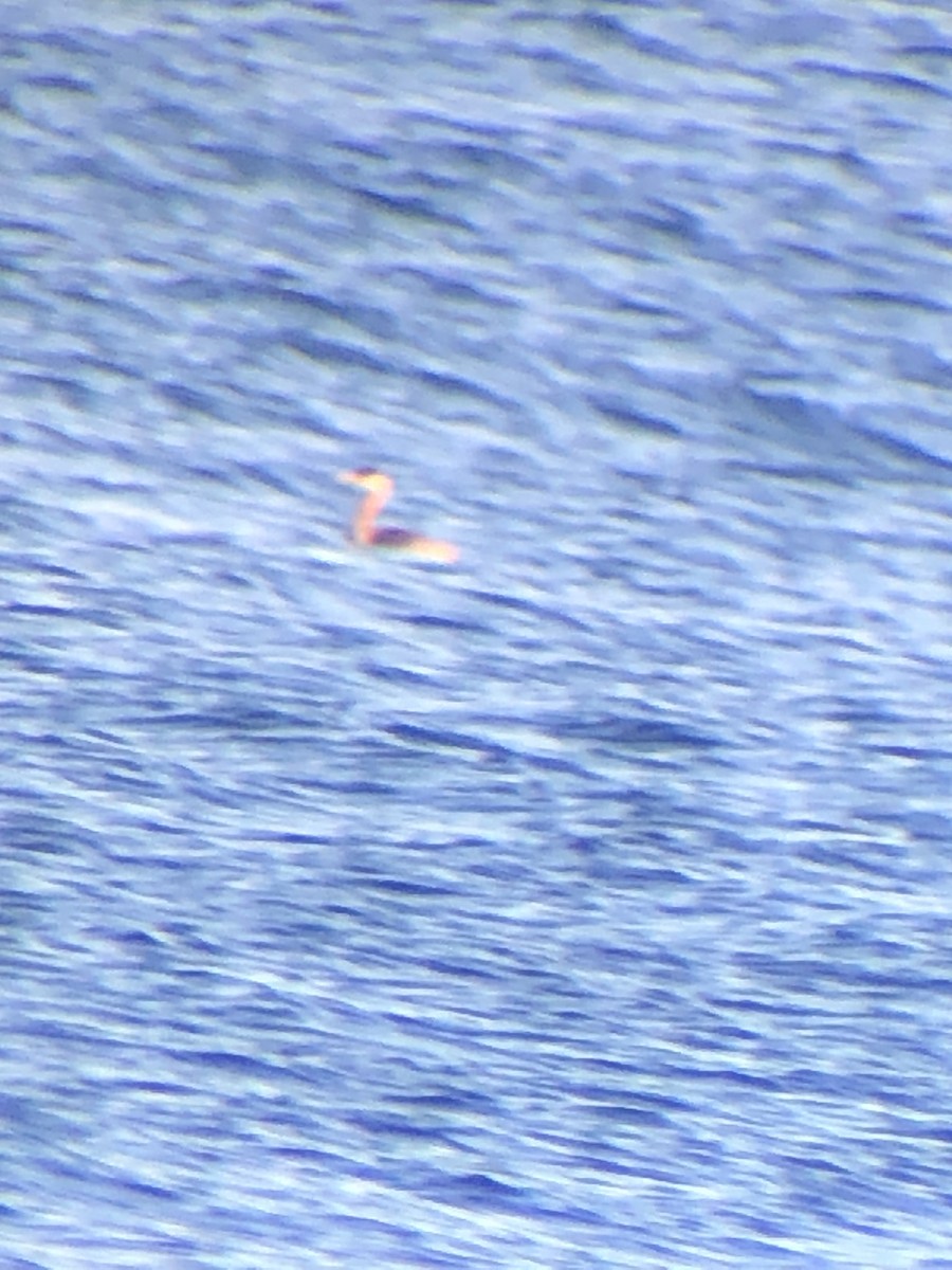 gråstrupedykker - ML510276681