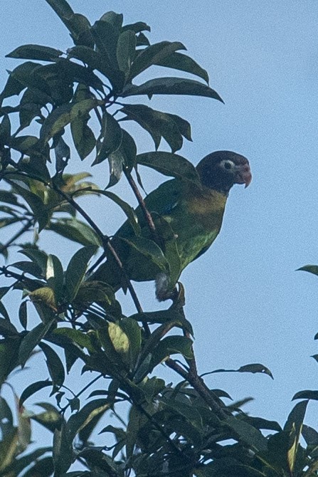 Brown-hooded Parrot - ML510277021