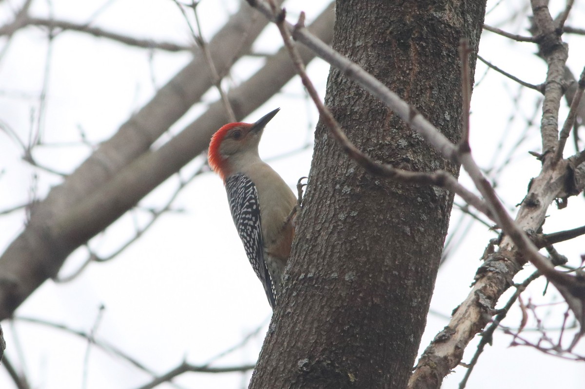 Red-bellied Woodpecker - ML510277471