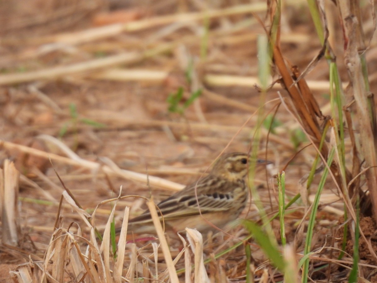 Paddyfield Pipit - ML510278621