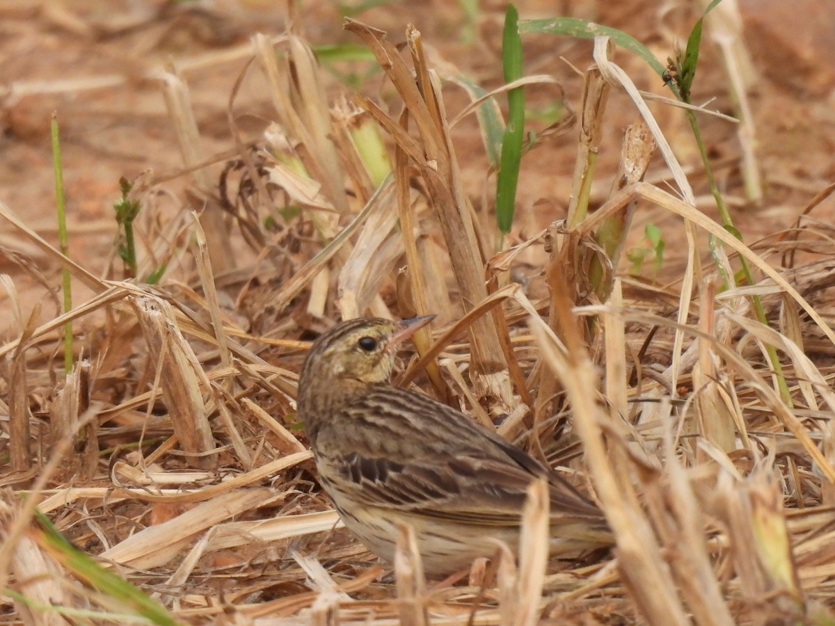 Paddyfield Pipit - ML510278631