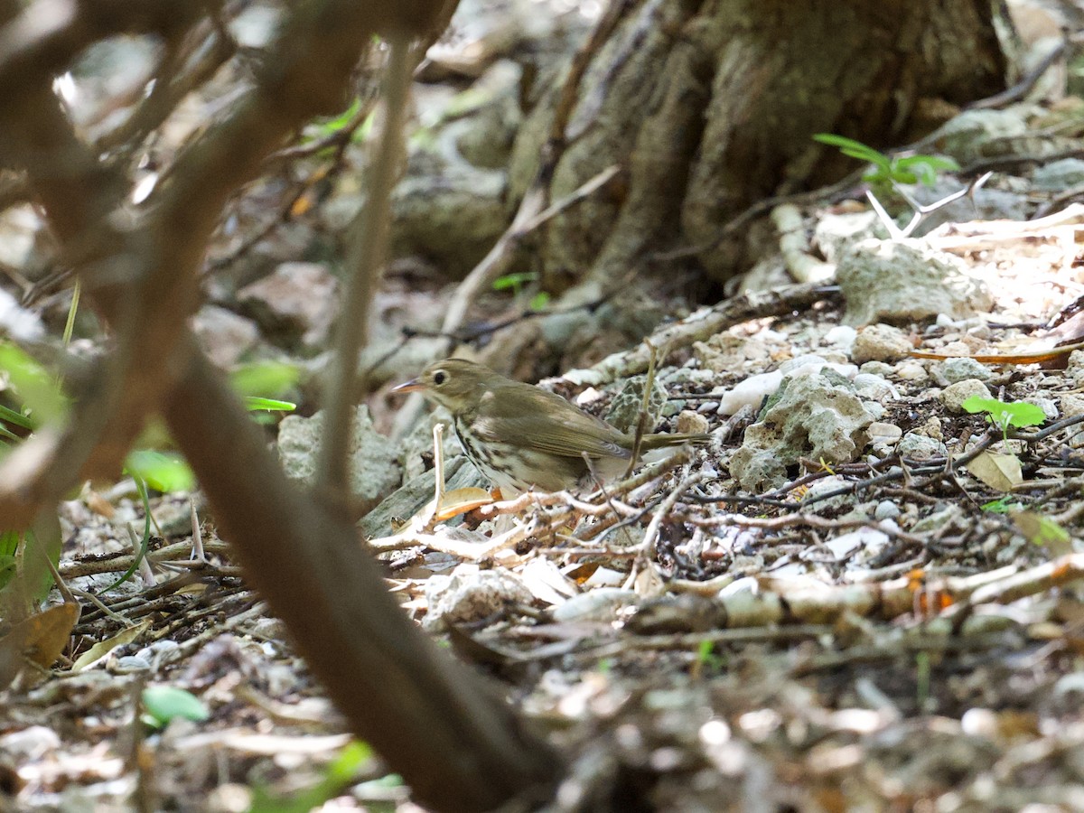 Ovenbird - Michael Tromp