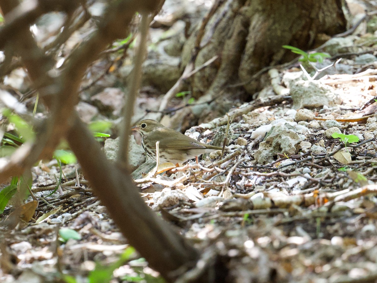 Ovenbird - Michael Tromp