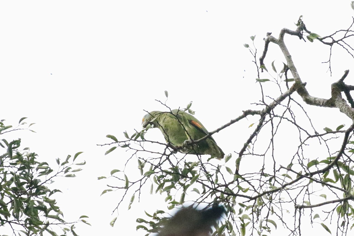 Blue-cheeked Parrot - ML510281421