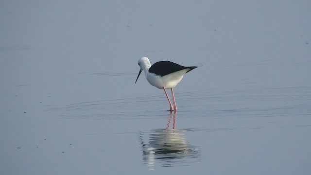 Black-winged Stilt - ML510281961