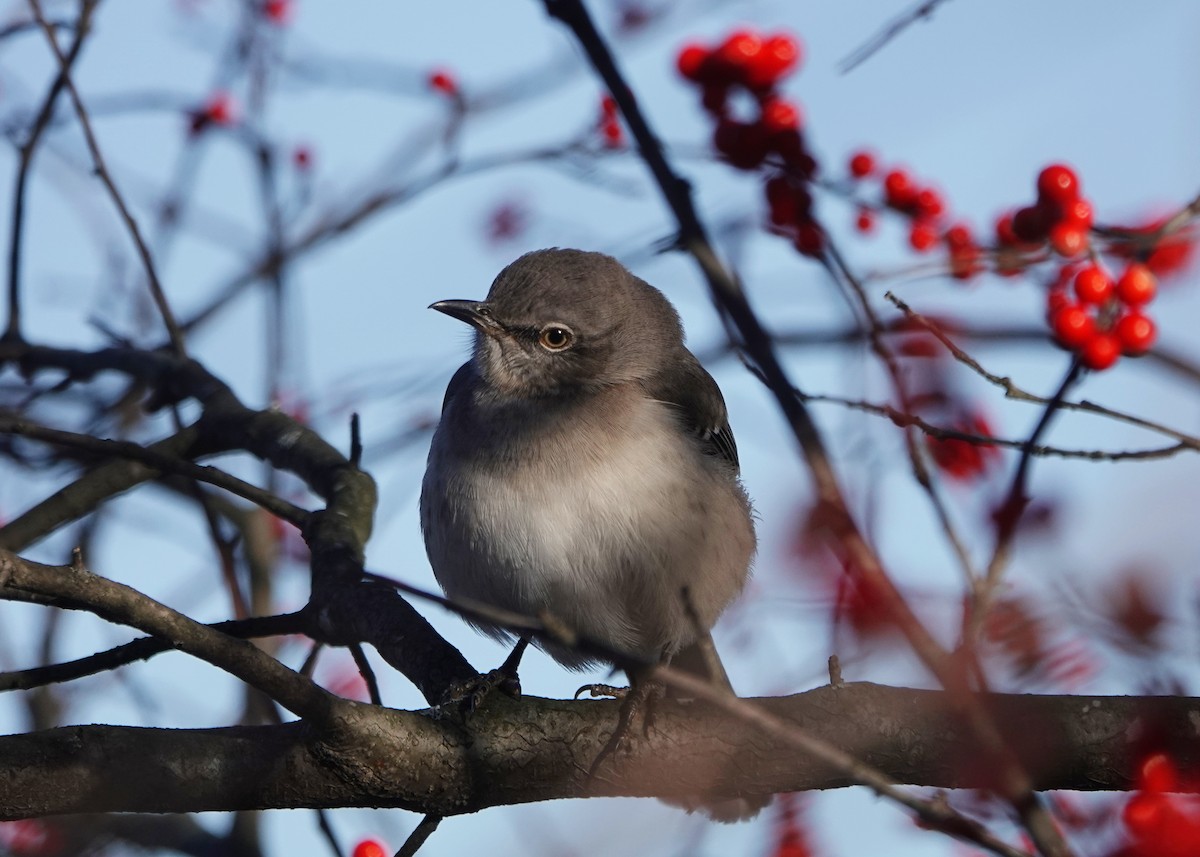 Northern Mockingbird - ML510282691