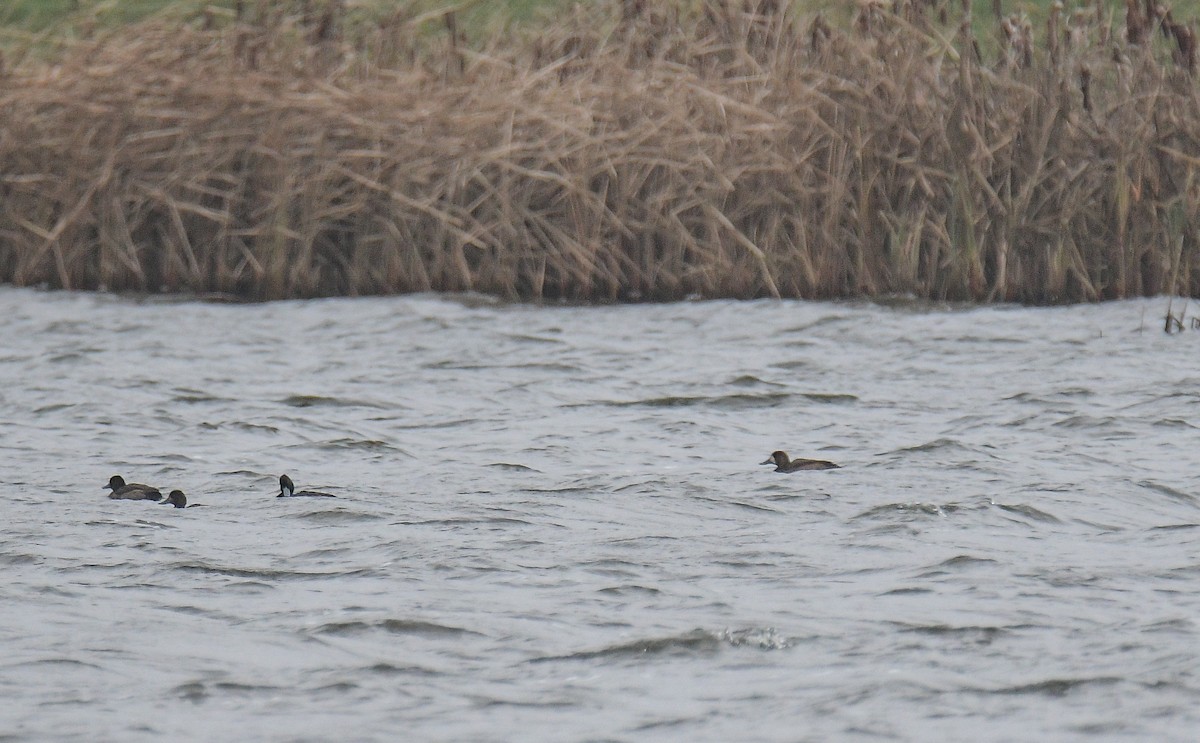 Greater Scaup - ML510283071