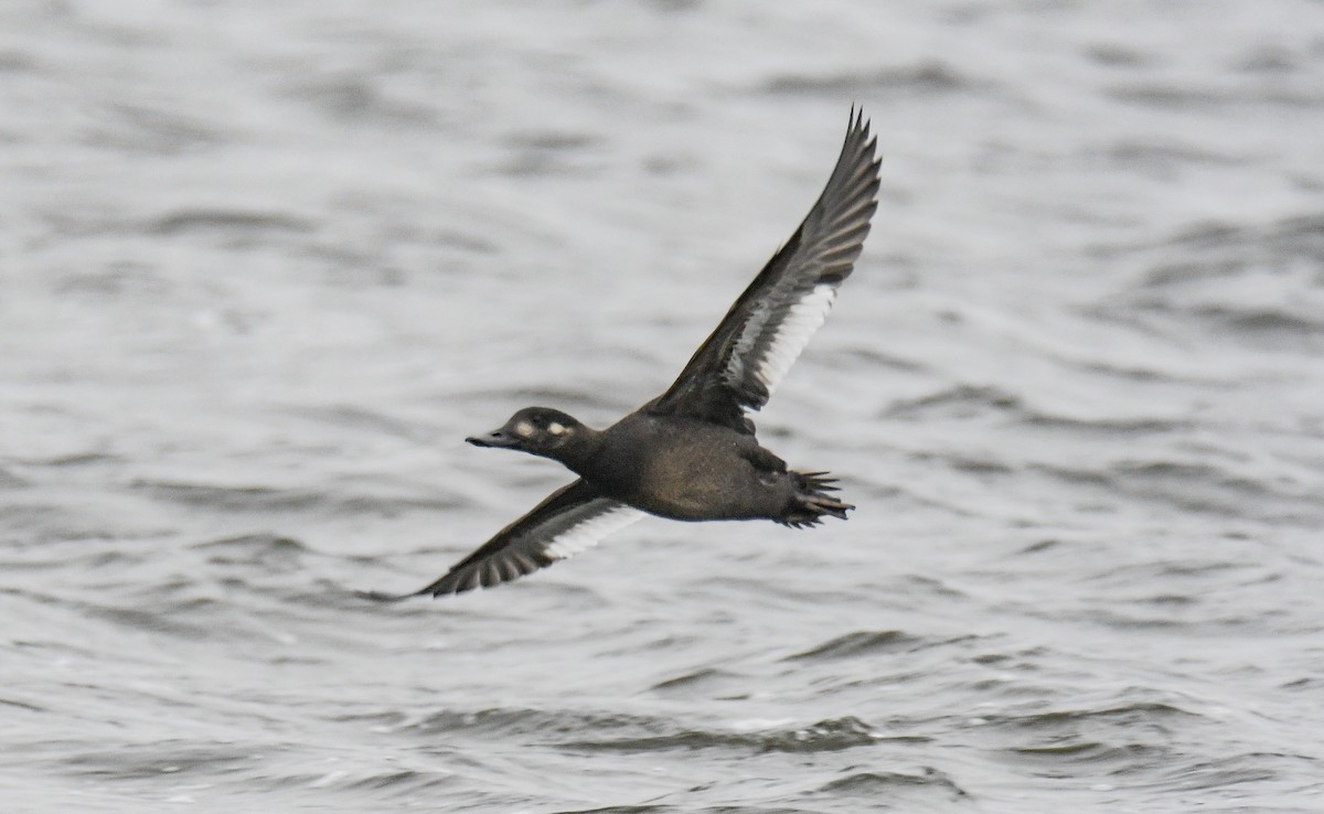 Velvet Scoter - Tomasz Gustyn