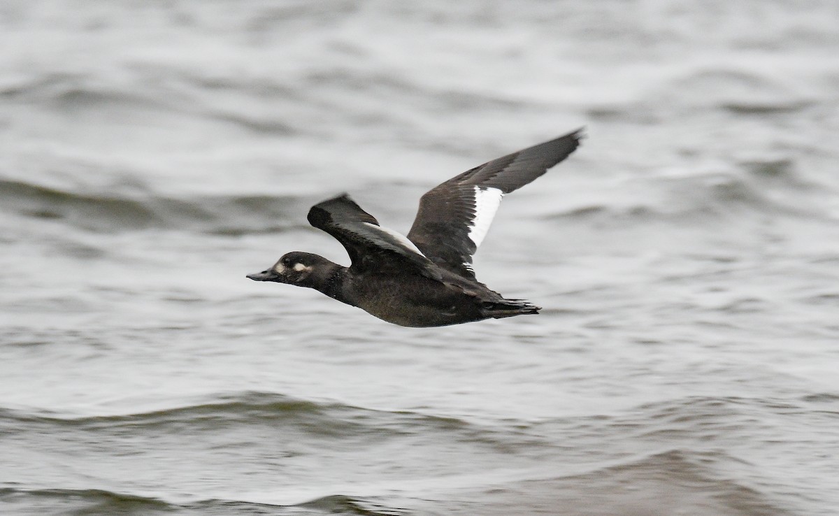 Velvet Scoter - Tomasz Gustyn